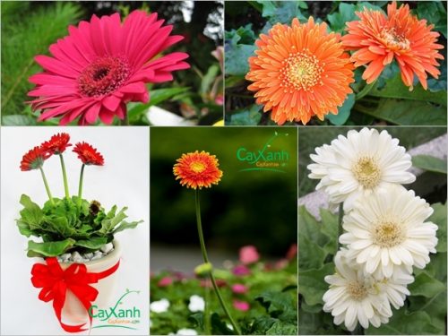 cây hoa đồng tiền 3