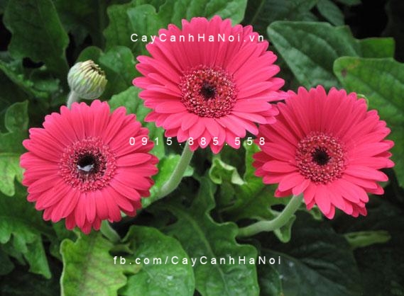 cây hoa đồng tiền 7
